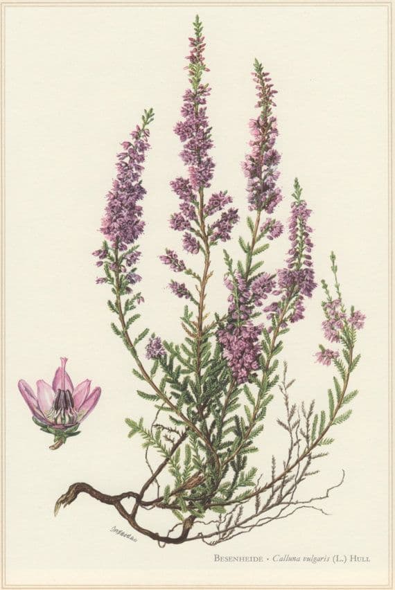 Lavender Flower – image 1